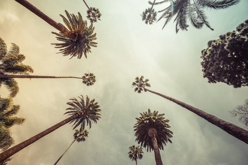 palm trees and the sky